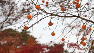 [포토] 경북 김천 직지사 가을 단풍 곱게 물들다